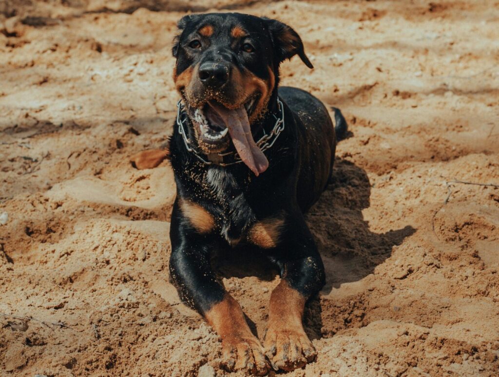 Heatstroke in Dogs Signs