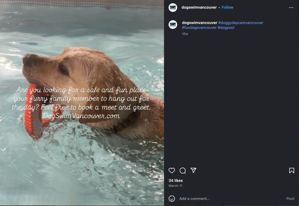Dog Swim Vancouver　pool class